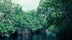 Black River Safari Tour from Montego Bay