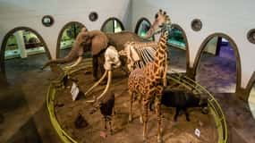 Nairobi National Museum and Snake Park Guided Day Tour