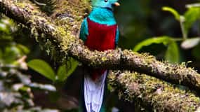 Monteverde: Guidad tur i molnskogen