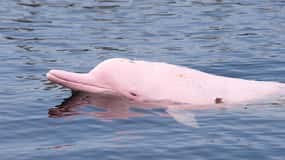 Koh Samui: Pink Dolphin Spotting & Pig Island Speedboat Tour