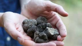 Truffle Hunting in Provence