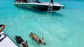 Nassau : Découvrez l'île d'Exuma et nagez avec des cochons.