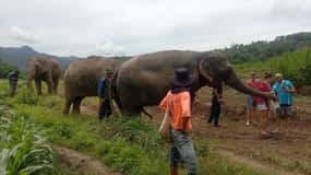 Chiang Mai: Elephant Sanctuary Local Hill Tribe Caretakers