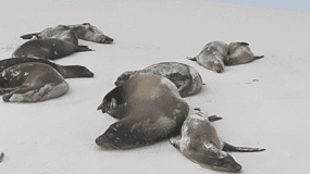 Galapagos: Charles Darwin Station & Tortuga Bay Private Tour