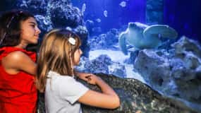 Oberhausen: SEA LIFE Oberhausen Ticket de entrada