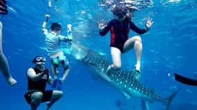 Oslob: Simning med valhaj, Inambakan Falls & Moalboal Tour