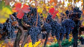 Experiência de vinho Concha y Toro
