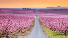 Från Barcelona: Dagstur till Aitona Peach Blossom Field och Lleida