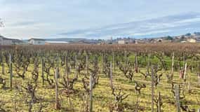 Beaujolais: Tours, wine tastings, and bistronomic restaurant