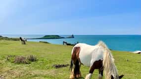 Cardiff: Gower Peninsula's Cliffs & Bays Scenic Day Tour