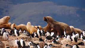 Desde Ushuaia: Observación de Pingüinos en Catamarán