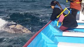 Grey Whale Watching at Mag Bay From Loreto