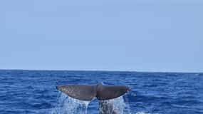 Velas: Im Herzen der Azoren mit Walen und Delfinen