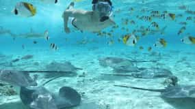 Bora Bora: Eco Shark and Snorkeling Safari