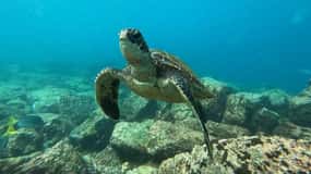 Da Pto Ayora: Tour di un giorno a Floreana e Punta del Cormorano