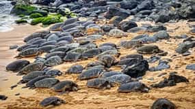 From Lahaina, Maui: Road to Hana Tour