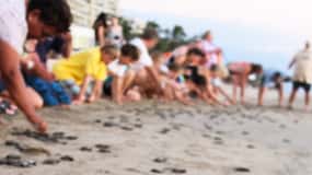*Turtle Hatching + 3 Palos Lagoon Boat Ride & Crocs Farm