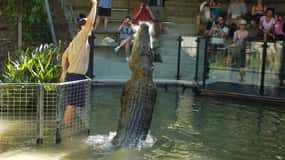 Kuranda & Hartley's Crocodile Adventures