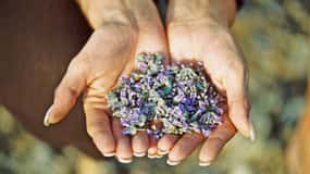3-Hour Lavender Tour from Hvar