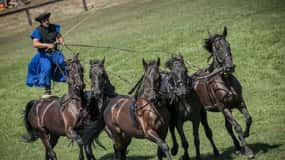 De Budapeste: Exposição de cavalos de Puszta e visita ao campo