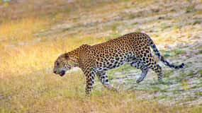 Sri Lanka Private 7-day Tour: Transport, Guide, Hotels, Food