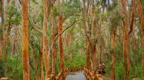 Desde Bariloche: Passeio de barco pela Ilha Victoria e Bosque de Murtas