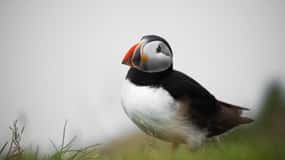 Tórshavn: Mykines, the Puffin Island Private Tour