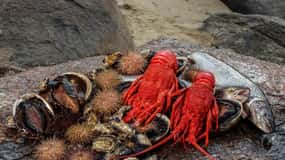 Hobart: Full-Day Tasmania Gourmet Seafood Cruise