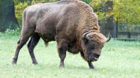 Von Warschau aus: Kleingruppentour zum Bialowieza-Nationalpark