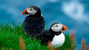Sørvágur: Faroe Islands Puffin Boat Tour