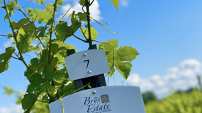 Designated Driver For Wine Tours - Traverse City