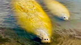 Naples, FL: Manatee Sightseeing and Wildlife Boat Tour