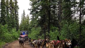 Skagway: Yukon Dog Mushing & Sightseeing Tour