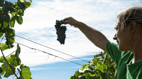 Visita e degustazione di cantine vicino a Grosseto con 6 vini