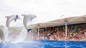 Majorque : billets pour Marineland et trajets depuis le Nord