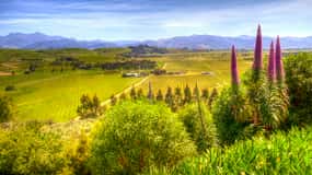 From Blenheim/Picton: Marlborough Gourmet Wine Tasting Tour
