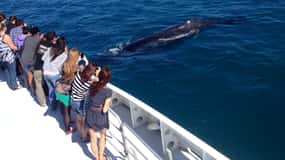 Perth: Crociera per avvistare le balene dal porto di Hillarys Boat Harbor