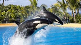 Z Gran Canarii: jednodniowa wycieczka do Loro Parque Tenerife