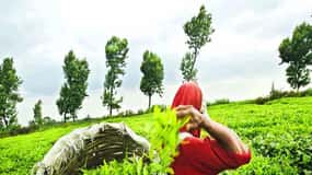 Nuwara Eliya Full day: 5Waterfalls, 2Tea Test & pick by TUK