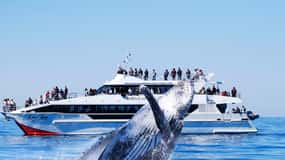 Brisbane: Whale Watching Cruise with Lunch