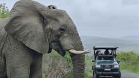 Richards Bay: Hluhluwe Imfolozi Game Reserve Safari Tour