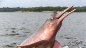 Manaus: Guided Amazon Dolphins Day Trip with Boat and Pickup