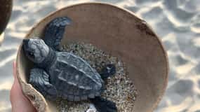 Zihuatanejo, Guerrero: Turtle Release Experience