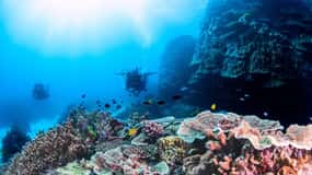 Excursion d'une journée de plongée sous-marine dans le sud de la Grande Barrière de Corail