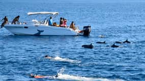 Nuotare con i delfini nel fiume Black Tour in motoscafo