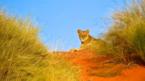 Durban: Hluhluwe Imfolozi Safari & iSimangaliso Tour