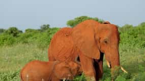 Tsavo East and Tsavo West Sanctuary Safari