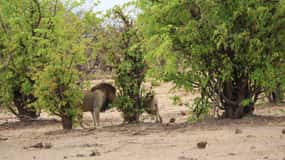 Chobe National Park: Game Drive, Boat Tour, and Lunch