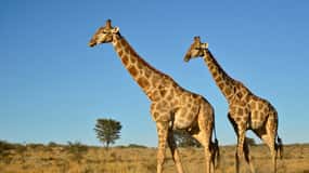 From Durban: Half-Day Safari Tour