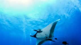 Kona: Avventura di snorkeling notturno con le mante